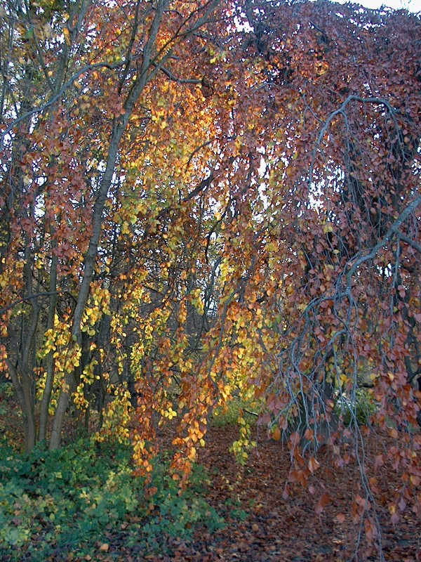 Nyphenburger Park 055 